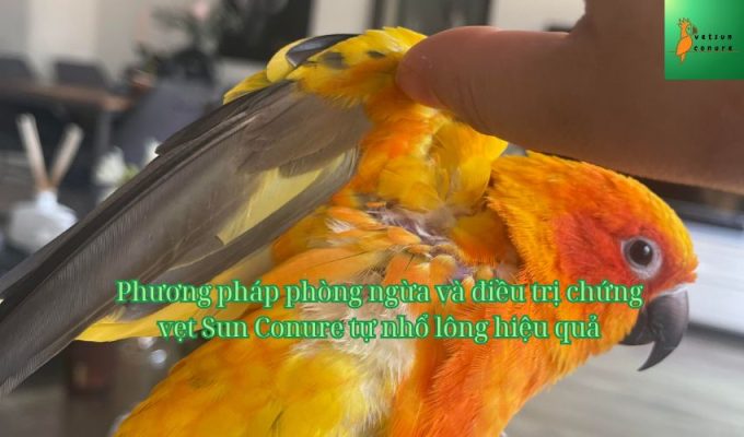 Phương pháp phòng ngừa và điều trị chứng vẹt Sun Conure tự nhổ lông hiệu quả