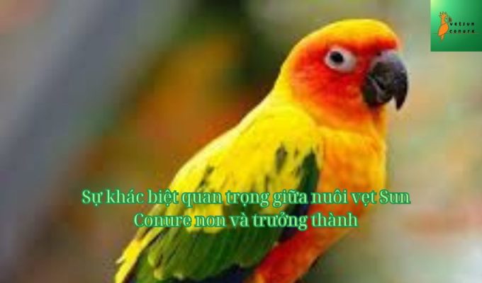 Sự khác biệt quan trọng giữa nuôi vẹt Sun Conure non và trưởng thành