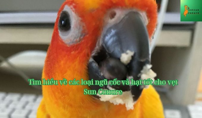 Tìm hiểu về các loại ngũ cốc và hạt tốt cho vẹt Sun Conure