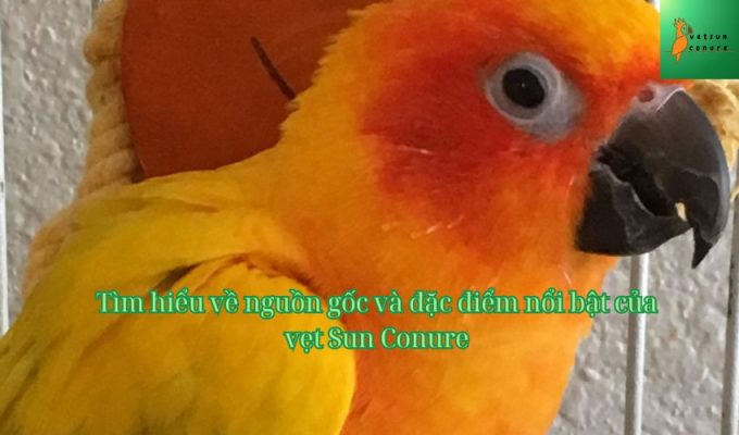 Tìm hiểu về nguồn gốc và đặc điểm nổi bật của vẹt Sun Conure