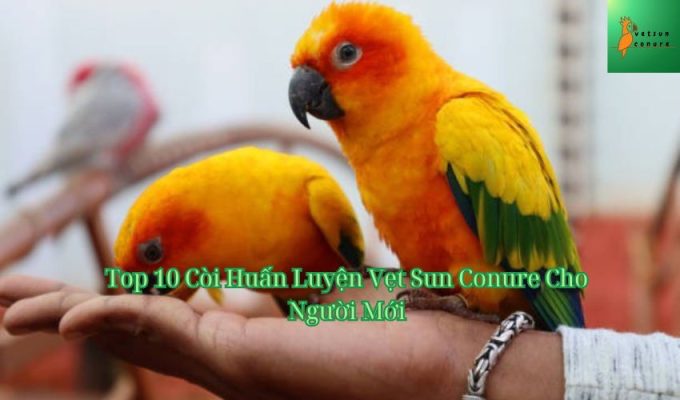 Top 10 Còi Huấn Luyện Vẹt Sun Conure Cho Người Mới