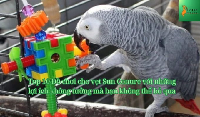 Top 10 Đồ chơi cho vẹt Sun Conure với những lợi ích không tưởng mà bạn không thể bỏ qua