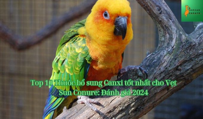 Top 10 Thuốc bổ sung Canxi tốt nhất cho Vẹt Sun Conure: Đánh giá 2024