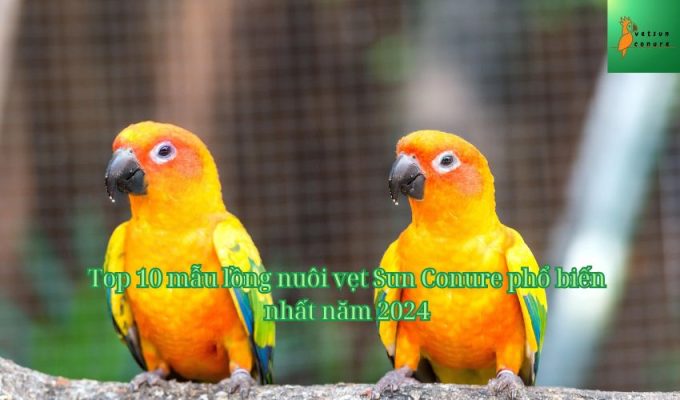 Top 10 mẫu lồng nuôi vẹt Sun Conure phổ biến nhất năm 2024