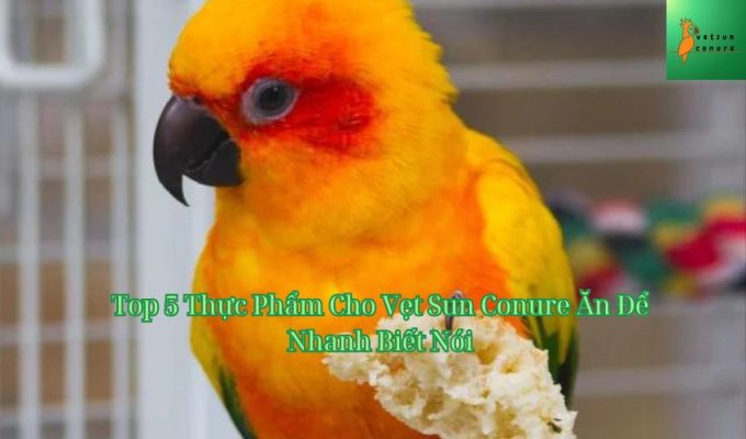 Top 5 Thực Phẩm Cho Vẹt Sun Conure Ăn Để Nhanh Biết Nói