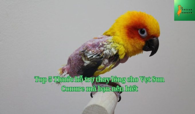 Top 5 Thuốc hỗ trợ thay lông cho Vẹt Sun Conure mà bạn nên biết