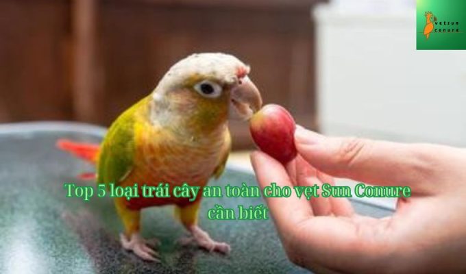 Top 5 loại trái cây an toàn cho vẹt Sun Conure cần biết