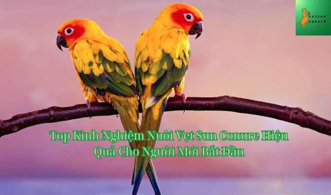 Top Kinh Nghiệm Nuôi Vẹt Sun Conure Hiệu Quả Cho Người Mới Bắt Đầu