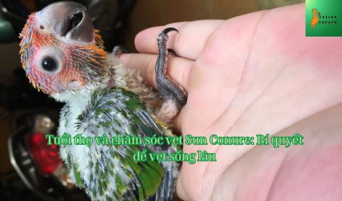 Tuổi thọ và chăm sóc vẹt Sun Conure: Bí quyết để vẹt sống lâu