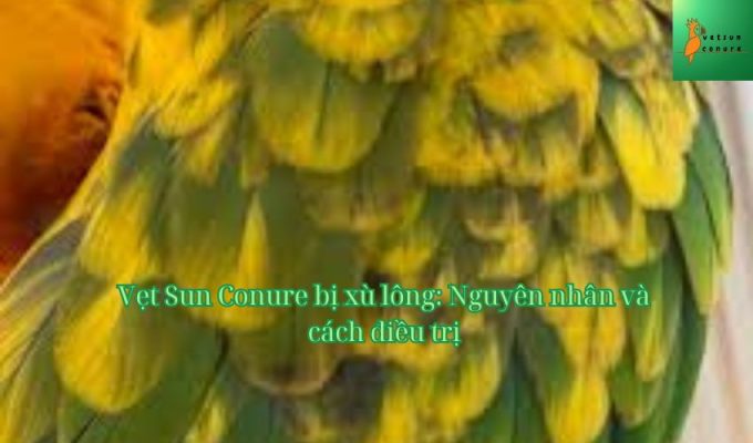 Vẹt Sun Conure bị xù lông: Nguyên nhân và cách điều trị