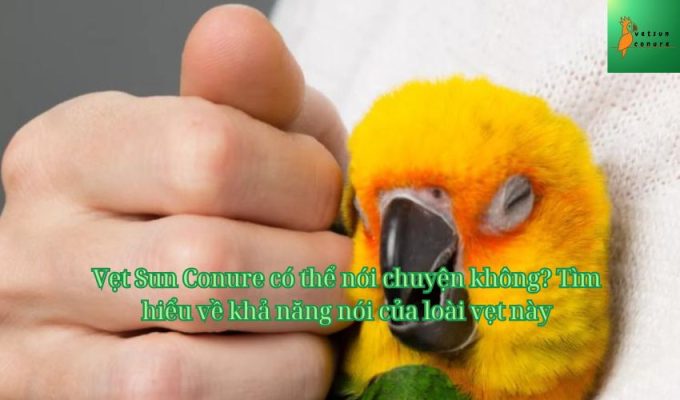 Vẹt Sun Conure có thể nói chuyện không? Tìm hiểu về khả năng nói của loài vẹt này