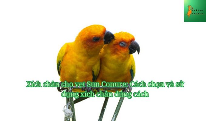 Xích chân cho vẹt Sun Conure: Cách chọn và sử dụng xích chân đúng cách